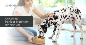 Best dog food UAE guide showing healthy and balanced nutrition choices for dogs