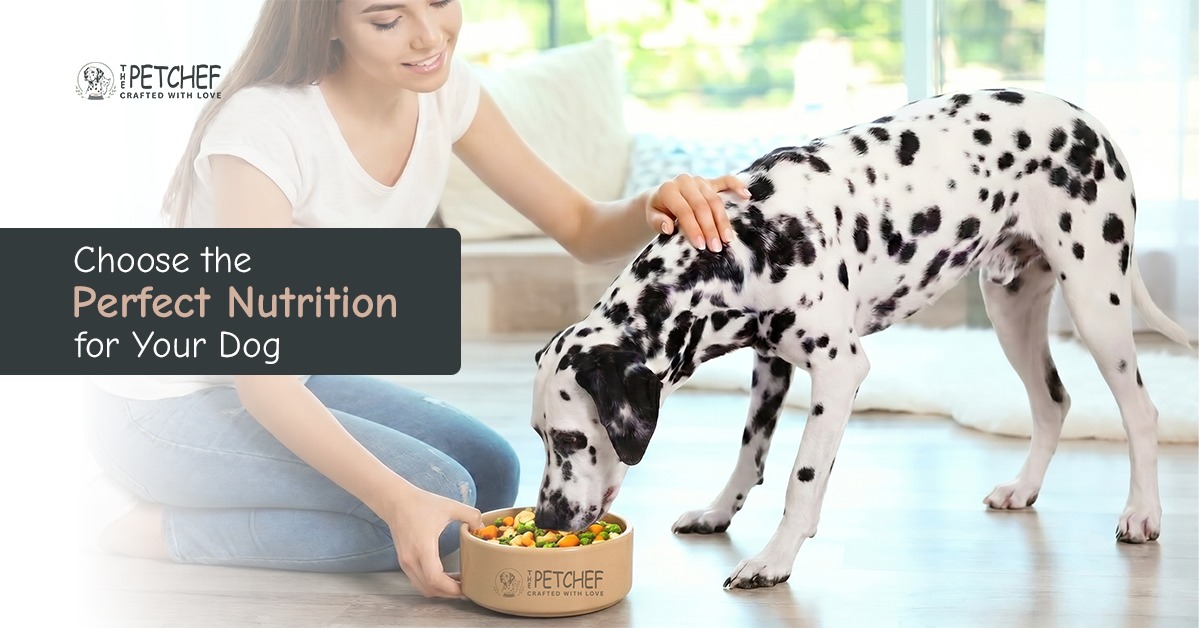 Best dog food UAE guide showing healthy and balanced nutrition choices for dogs