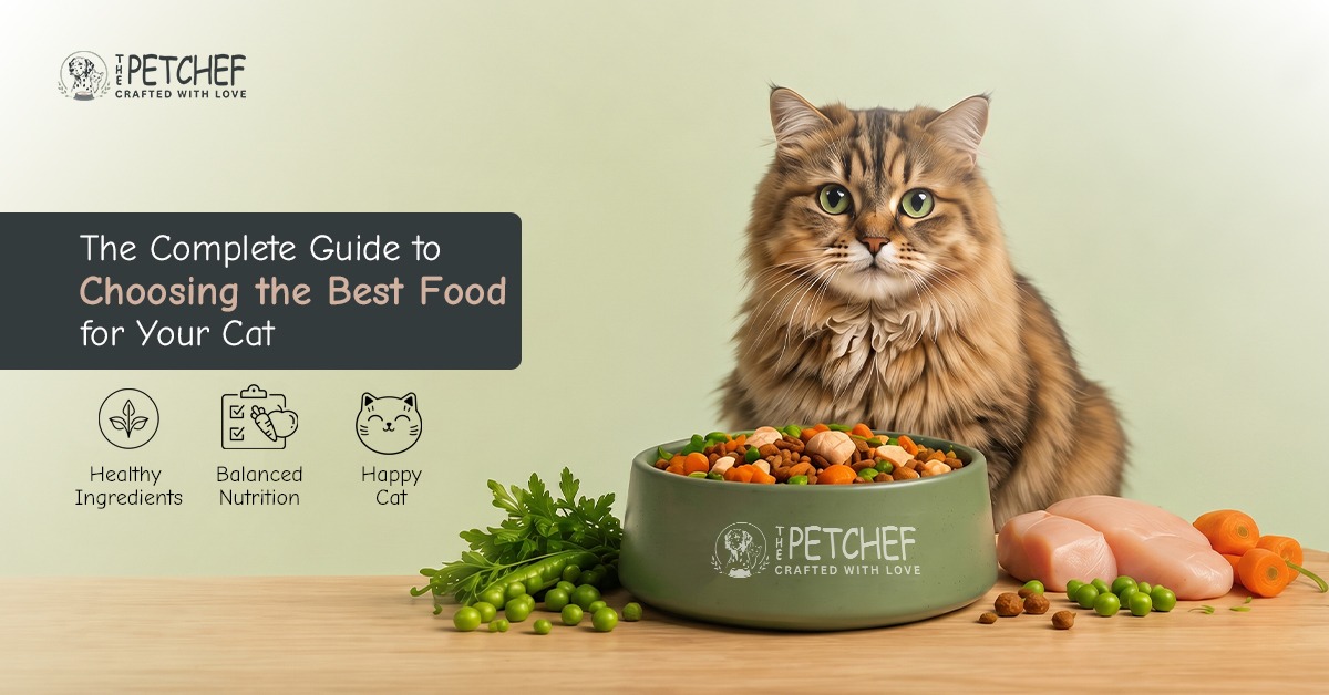 Fresh Cat Food guide showing healthy cat nutrition tips, ingredient selection, feeding guidance, and choosing the best food for cats