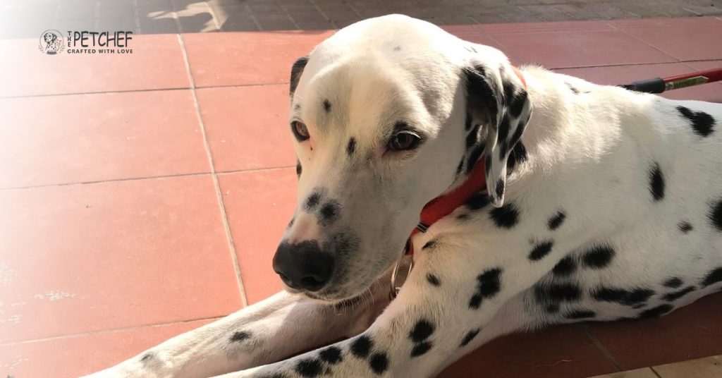 Premium dog food UAE showing ingredient transparency feeding guidance and balanced nutrition information