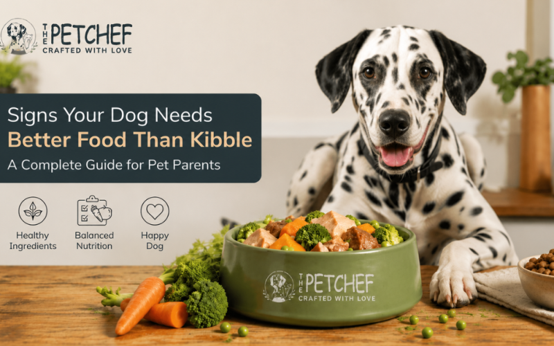 Signs your dog need better food than kibble 1 (1)