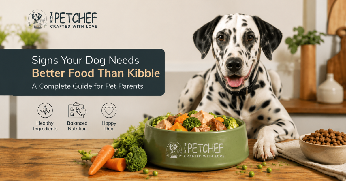 Signs Your Dog Needs Better Food Than Kibble