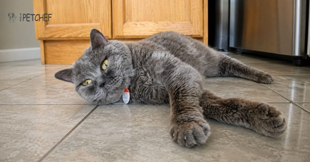 Best Fresh Pet Food supporting healthy nutrition for dogs and cats based on age, activity level, and digestive needs.