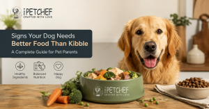 Signs Your Dog Needs Better Food Than Kibble