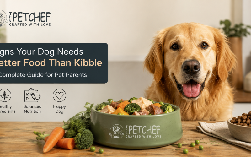 Golden Retriever with a bowl of fresh dog food illustrating signs your dog needs better food than kibble for a healthier diet.